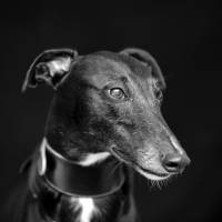 Manuel SUBASIC - CLAP IMAGES